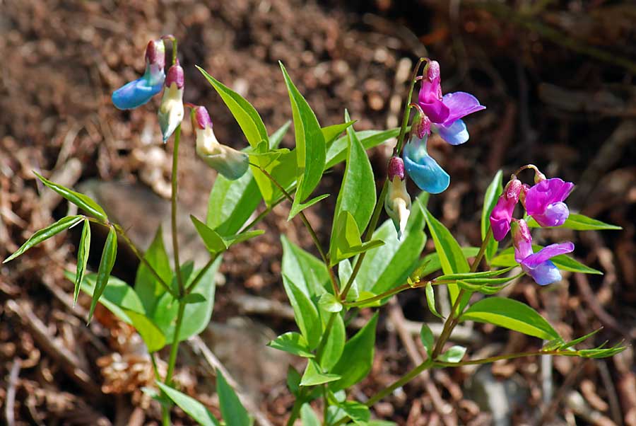 Lathyrus vernus / Cicerchia primaticcia